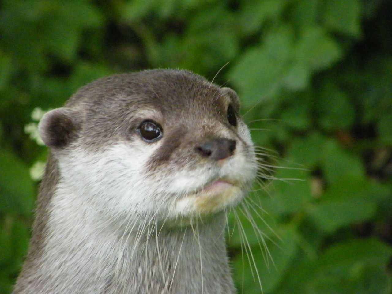 Oriental otters