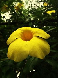 Close-up of yellow flower blooming outdoors