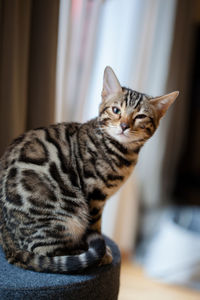 Close-up portrait of a cat