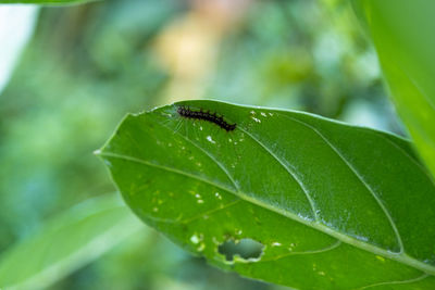 A close up of leaf eating worm climb on green leave with space for putting the text