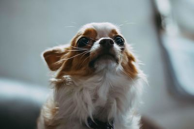 Close-up portrait of dog