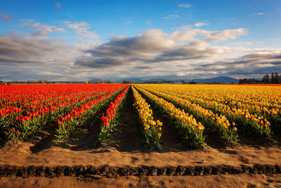 Scenic view of agricultural field against sky