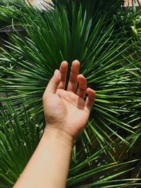 Cropped hand by plant