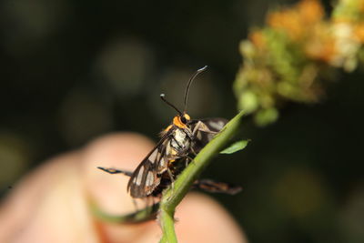 Close-up of butterfly on hand