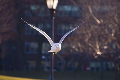 Bird flying in sky