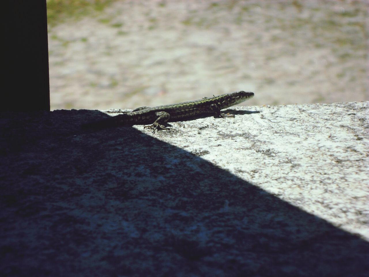 one animal, animal themes, animals in the wild, wildlife, insect, close-up, selective focus, focus on foreground, lizard, dragonfly, textured, nature, reptile, day, outdoors, full length, no people, zoology, rough, rock - object