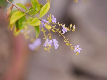 Close-up of purple flowering plant