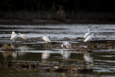 View of birds in lake