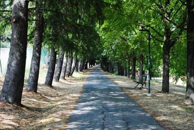 View of trees in park