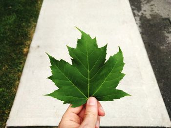 Close-up of hand holding leaf