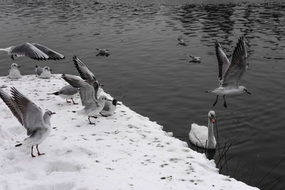 High angle view of swans flying over lake