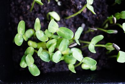 High angle view of fresh green plant