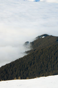 Scenic view fog covering the forest