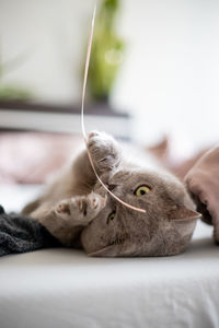 Cat sleeping and playing on bed