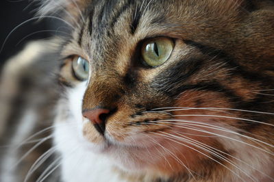 Close-up of cat indoors