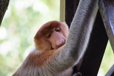 Close-up of monkey on wood