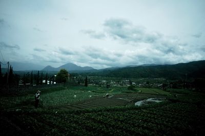 Scenic view of agricultural field against sky