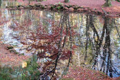 Close-up of trees growing in forest