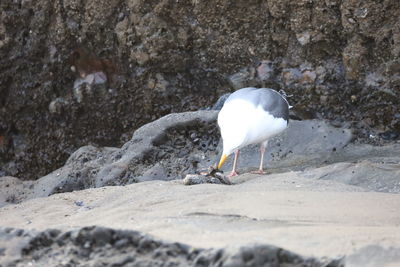 Seagull perching on rock