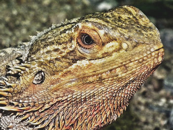 Close-up of lizard