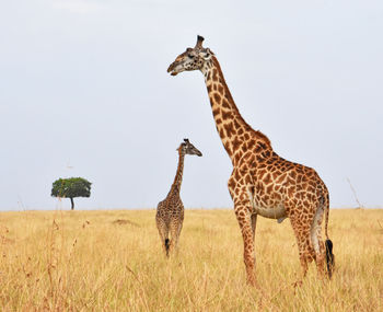 Giraffe standing on field against sky
