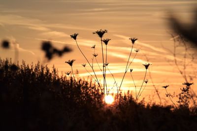 Close-up of silhouette plants on field against sky during sunset