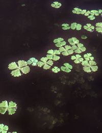 High angle view of leaves floating on water at night