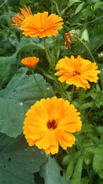 Close-up of yellow flower