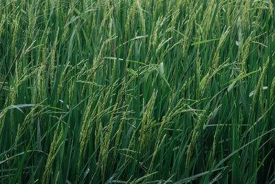 Close-up of stalks in field