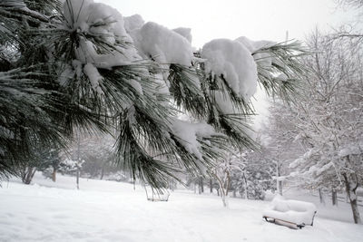 Close-up of snow covered trees