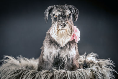 Portrait of dog against gray background