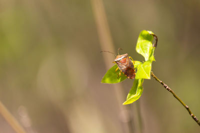 Close-up of insect on leaf