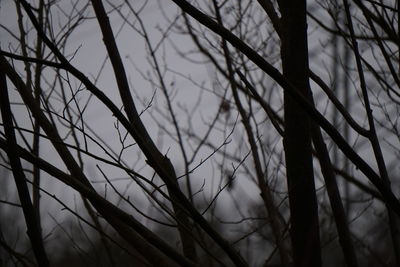 Low angle view of bare trees