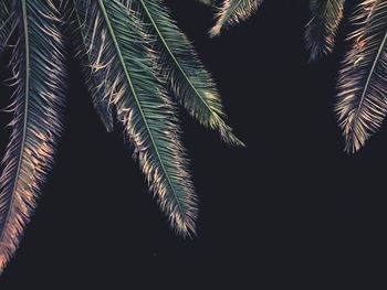 Low angle view of palm tree leaves