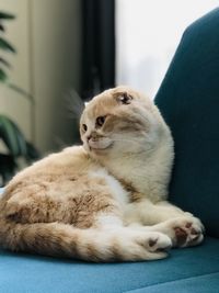 Close-up of a dog resting at home