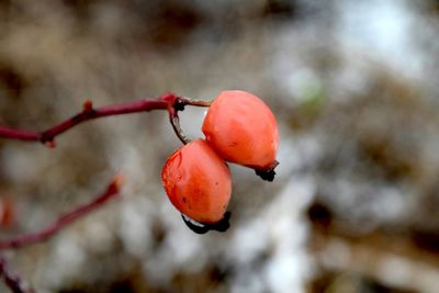 Close-up of red berries growing on tree during winter