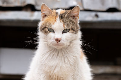 Close-up portrait of white cat