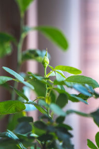 Close-up of green leaves