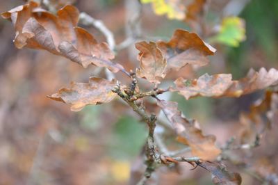 Close-up of dry plant
