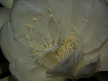 Close-up of white flower