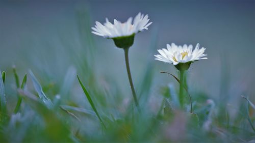 Close-up of white flowering plant on field