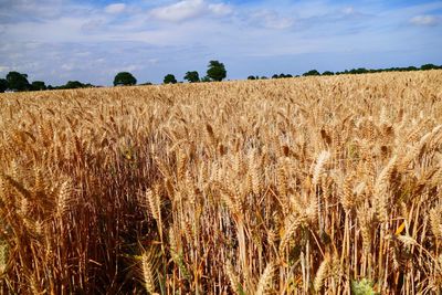 Scenic view of wheat field against sky