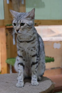 Close-up of tabby cat looking away