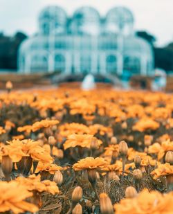 Close-up of yellow flowering plants on field