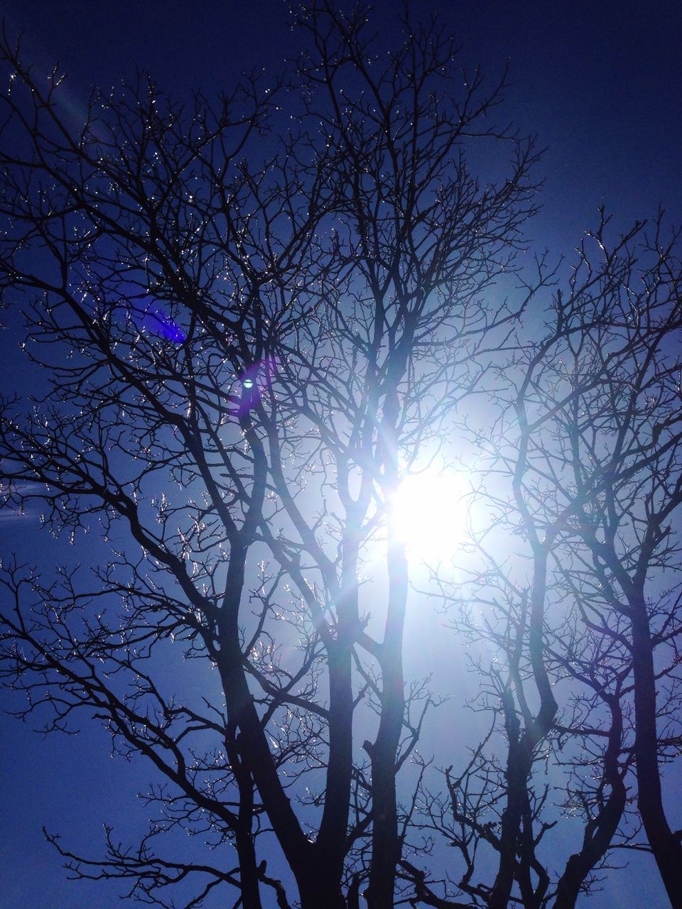 bare tree, low angle view, sun, tree, branch, silhouette, sunbeam, sunlight, blue, lens flare, tranquility, clear sky, beauty in nature, nature, sky, scenics, bright, back lit, tranquil scene, outdoors