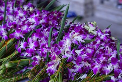 Close-up of purple flowering plant