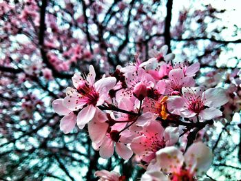 Close-up of pink cherry blossoms in spring