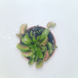 Directly above shot of fresh green table against white background