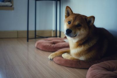 Dog looking away while sitting on floor at home