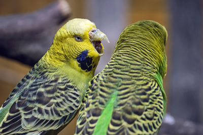 Close-up of parrot perching